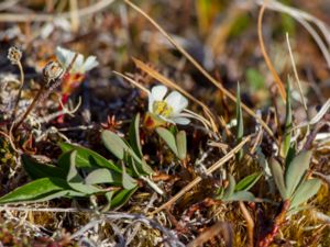 Saxifraga cespitosa - Tufted Saxifrage - Tuvbräcka