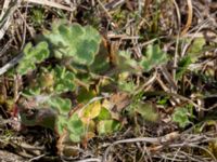 Saxifraga granulata Gösslunda, Mörbylånga, Öland, Sweden 20160410_0123