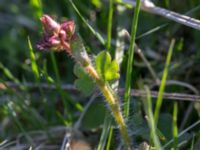 Saxifraga granulata Hilleshögs backar, Landskrona, Skåne, Sweden 20160422_0024