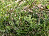 Saxifraga granulata Hilleshögs backar, Landskrona, Skåne, Sweden 20160422_0027