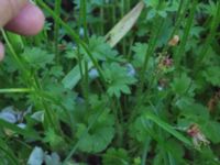 Saxifraga granulata Kummeln, Lyckeby, Karlskrona, Blekinge, Sweden 20170525_0242