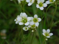 Saxifraga granulata Kummeln, Lyckeby, Karlskrona, Blekinge, Sweden 20170525_0247