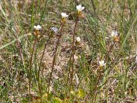 Saxifraga granulata Lyngsjö hed, Kristianstad, Skåne, Sweden 20160508_0044