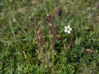 Saxifraga granulata Malmödammen, Tygelsjö ängar, Malmö, Skåne, Sweden 20150501_0103