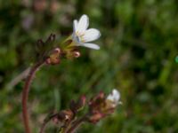 Saxifraga granulata Malmödammen, Tygelsjö ängar, Malmö, Skåne, Sweden 20150501_0106