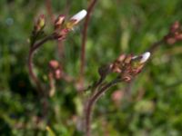 Saxifraga granulata Malmödammen, Tygelsjö ängar, Malmö, Skåne, Sweden 20150501_0109