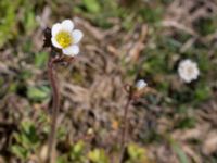 Saxifraga granulata Risen, Genarp, Lund, Skåne, Sweden 20140501_0102