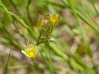 Saxifraga granulata Solviken, Mölle, Höganäs, Skåne, Sweden 20150515_0077