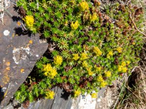 Saxifraga juniperifolia