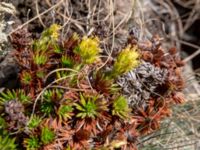 Saxifraga juniperifolia Kuro N, Stepantsminda, Mtskheta-Mtianeti, Georgia 20180424_3508