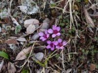 Saxifraga oppositifolia Nordkalottenleden, Torne lappmark, Lappland, Sweden 20150709_0679