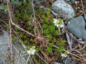 Saxifraga tricuspidata - Prickly Saxifrage