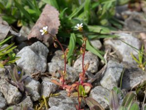 Saxifraga tridactylites - Rueleaf Saxifrage - Grusbräcka