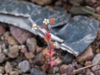 Saxifraga tridactylites Fosie bangård, Malmö, Skåne, Sweden 20190510_0077