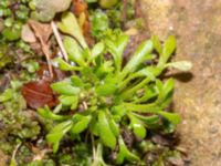 Saxifraga tridactylites Hakvingegatan 6, Bunkeflostrand, Malmö, Skåne, Sweden 20240324_0047