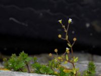 Saxifraga tridactylites Hamnen, Simrishamn, Skåne, Sweden 20190518_0089