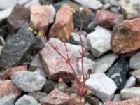 Saxifraga tridactylites Järnvägen mellen Saxgatan och Hammargatan, Mellersta hamnen, Malmö, Skåne, Sweden 20160516_0012