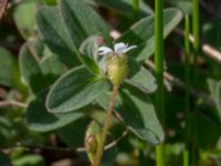 Saxifraga tridactylites Lyngsjö hed, Kristianstad, Skåne, Sweden 20160508B_0060