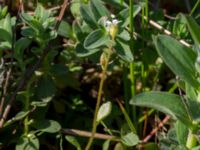 Saxifraga tridactylites Lyngsjö hed, Kristianstad, Skåne, Sweden 20160508_0060