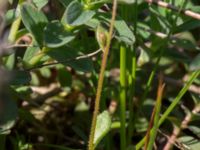 Saxifraga tridactylites Lyngsjö hed, Kristianstad, Skåne, Sweden 20160508_0063