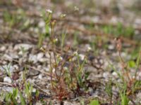 Saxifraga tridactylites Packhusgatan, Malmö, Skåne, Sweden 20160522_0018