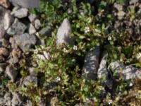 Saxifraga tridactylites Reningsverket, Klagshamns udde, Malmö, Skåne, Sweden 20170409_0081