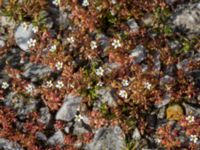 Saxifraga tridactylites Reningsverket, Klagshamns udde, Malmö, Skåne, Sweden 20170409_0083