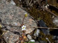 Saxifraga tridactylites Svedala station, Svedala, Skåne, Sweden 20160504_0052