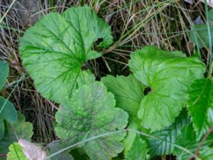 Tellima grandiflora - Fringecups - Anagrambräcka