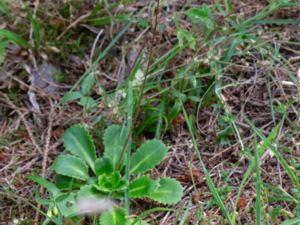 Saxifraga × geum - Geum Saxifrage - Vippbräcka