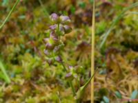 Scheuchzeria palustris Pydden, Holmeja, Svedala, Skåne, Sweden 20160617_0116