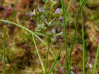 Scheuchzeria palustris Pydden, Holmeja, Svedala, Skåne, Sweden 20160617_0117
