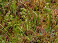 Scheuchzeria palustris Pydden, Holmeja, Svedala, Skåne, Sweden 20160617_0119