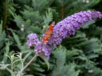 Buddleja davidii Ulricedal, Malmö, Skåne, Sweden 20190730_0064