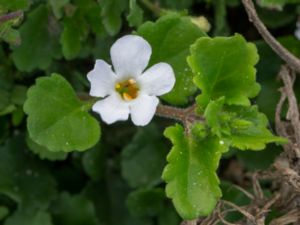 Chaenostoma cordatum - Bacopa - Snöflinga