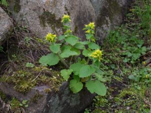 Scrophularia chrysantha - Yellow Figwort - Guldflenört