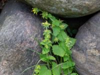 Scrophularia chrysantha Fredriksdal, Helsingborg, Skåne, Sweden 20210515_0053
