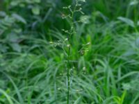 Scrophularia nodosa Herrgårdsparken, Fröseke, Uppvidinge, Småland, Sweden 20190608_0541