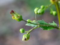 Scrophularia nodosa Jungmansgatan, Norrköping, Östergötland, Sweden 20190608_0297