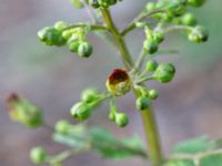 Scrophularia nodosa Jungmansgatan, Norrköping, Östergötland, Sweden 20190608_0298