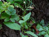 Scrophularia nodosa Lyckås, Fyledalen, Ystad, Skåne, Sweden 20191006_0163