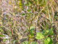 Scrophularia nodosa Utfyllnaden Oljesjön, Norra hamnen, Malmö, Skåne, Sweden 20230730_0002