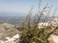 Scrophularia peregrina Sveti Jure, Biokovo Nature Park, Biokovo Nature Park, Tucepi, Croatia 20170802_1462