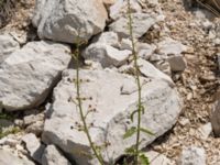 Scrophularia peregrina Sveti Jure, Biokovos Nature Park, Tucepi, Croatia 20170802_1501