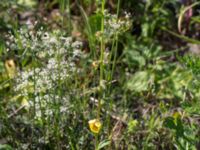 Verbascum blattaria Källvattengatan, Malmö, Skåne, Sweden 20160815_0020