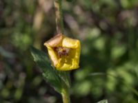 Verbascum blattaria Källvattengatan, Malmö, Skåne, Sweden 20160815_0021