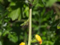 Verbascum blattaria Källvattengatan, Malmö, Skåne, Sweden 20160815_0023