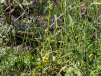 Verbascum blattaria Källvattengatan, Malmö, Skåne, Sweden 20160815_0027