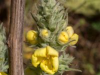 Verbascum densiflorum 1,36 km SSV Karsholms gård, Kristianstad, Skåne, Sweden 20160827_0083