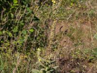 Verbascum densiflorum 1,36 km SSV Karsholms gård, Kristianstad, Skåne, Sweden 20160827_0089